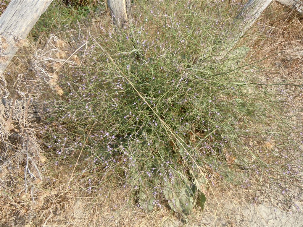 Limonium sp.